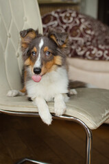 Cute licking red brown tricolor puppy shetland sheepdog. Happy dog sheltie with tongue in home