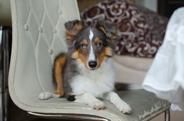 Cute red brown tricolor puppy shetland sheepdog. Happy dog sheltie in home