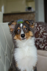 Cute red brown tricolor puppy shetland sheepdog. Happy dog sheltie in home