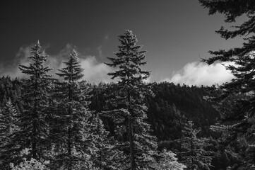 B&W Infra-Red Landscape in the Great Smoky Mountains