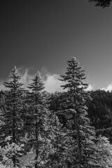 Obraz premium B&W Infra-Red Landscape in the Great Smoky Mountains