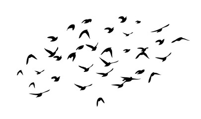 Flying birds silhouette flock. hand drawing. Not AI. Vector illustration.