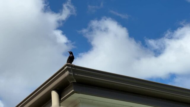 Invasive pest bird the Common Starling or European Starling Sturnus vulgaris nesting in gutters of a house with blue skies, clouds and copy space