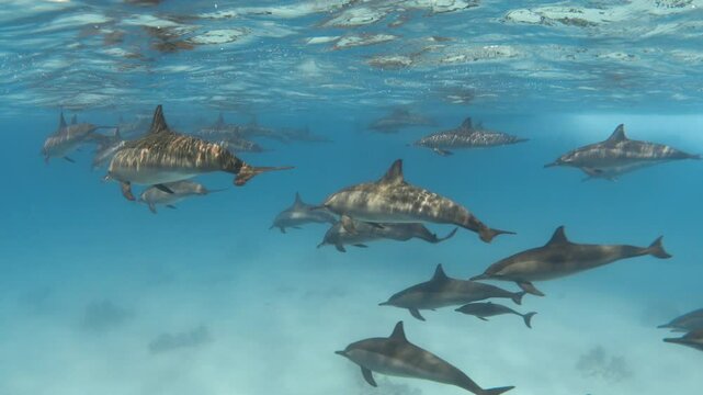 Spinner dolphins in the blue sea underwater