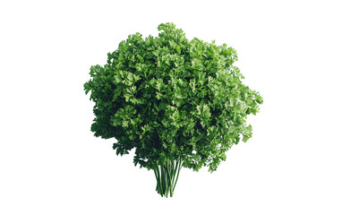 Obraz premium Fresh Cilantro Bunch Isolated on White Background Isolated on transparent background