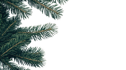 Conifer branches transparent background