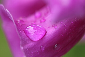 Close up of a foxglove flower  © Jenny Thompson