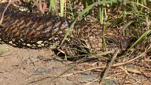 Australian native Tiliqua rugosa commonly known as Shingleback or Bobtail lizard sunning itself in the wild in South Australia 4k video footage