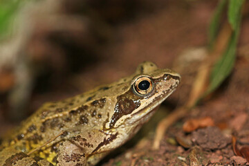 	
Toad on the ground	