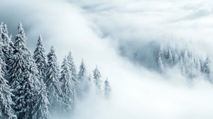 Snow-covered pine trees in foggy, wintery landscape