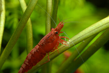 Close up of a vibrant red cherry shrimp caridina in an aquarium, surrounded by lush green aquatic plants. Ideal for showcasing freshwater shrimp habitat and aquascapes