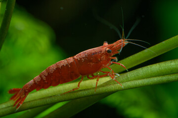 Close up of a vibrant red cherry shrimp caridina in an aquarium, surrounded by lush green aquatic plants. Ideal for showcasing freshwater shrimp habitat and aquascapes