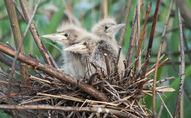 baby bird in the nest