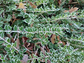 frost, frosty morning, cambridgeshire, sunny day, beautiful, landscape, meadow, paddock, wildlife, leaves, park, garden
