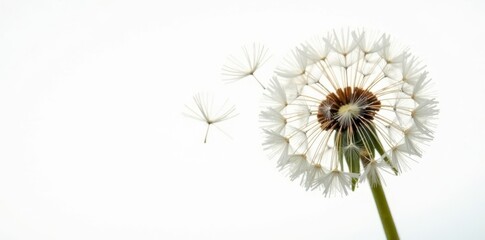 Obraz premium Close-up of a dandelion's seed head releasing seeds onto a stark white backdrop, floral, seed