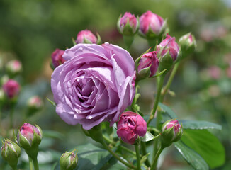 カインダ・ブルー　バラの花