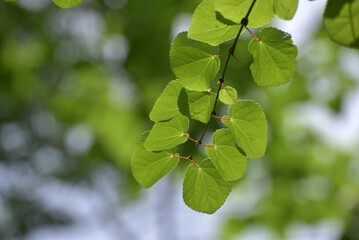 カツラ　葉模様