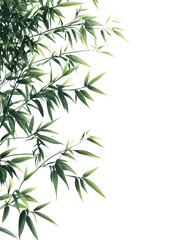 Obraz premium Elegant Bamboo Leaves on White Background – Minimalist Nature Design