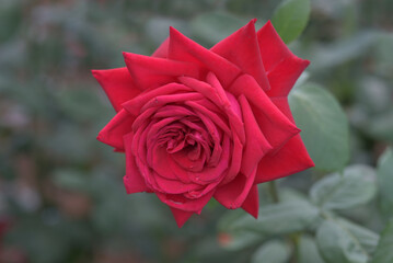 赤いバラの花