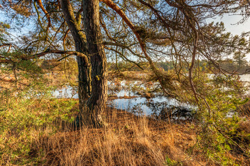 Fototapeta premium Scots pine tree on the edge of a lake. It is autumn and the sun is still low in the sky.