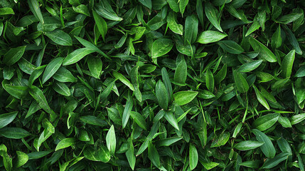 Fototapeta premium Fresh green foliage covering the ground in a vibrant natural setting full of life