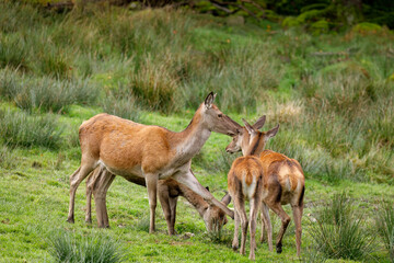 Herd of red deer hinds, Cervus elaphus, grazing on forest meadow. Rutting season in wildlife nature. Autumn in Bavarian forest. Hierarchy in group, dominant hind chasing away minor ones.