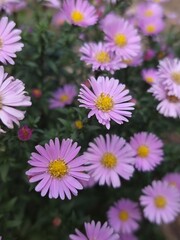 pink and white daisies