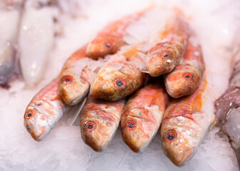 Fresh raw red mullet fish frozen in ice in market close-up
