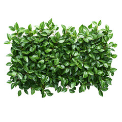 Obraz premium Lush Green Leafy Wall Texture for Interior Design Isolated on transparent background