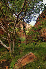 Walking trail through a wooded gorge in the remote sandstone rocks in Mirima National park, close to Kununurra, eastern Kimberleys, in the north of Western Australia. 
