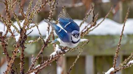 Blue Jay Flying Wings Feathers Winter Snow Peanut Backyard Bird Feeders Bird Watching Blue Birds...