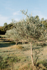 olive tree plantation