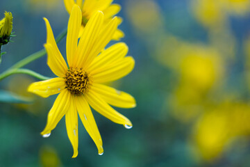 Yellow flower with delicate petals and a textured center, adorned with dewdrops, set against a blurred green and blue background