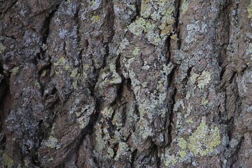 close-up of old tree bark covered with green moss