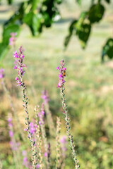flowers in the garden