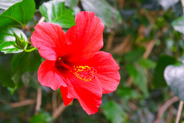 Tropical flowering Hibiscus rosa-sinensis, Chinese hibiscus, China rose, rose mallow on green leaves background in greenhouse or orangery. Gardening hobby, plant breeding and cultivation