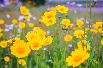 Fototapeta premium Coreopsis lanceolata, Lanceleaf Tickseed or Maiden eye on meadow, field blooming in summer. Nature, plant, floral background. Garden, lawn of yellow flowers lance leaved Coreopsis in bloom