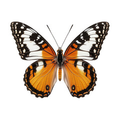 Obraz premium beautifully detailed butterfly with vibrant orange and black wings. showcasing its intricate patterns and symmetry against a plain white background this depiction highlights the beauty of nature and c