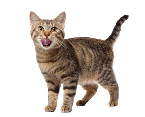 Handsome house cat with tabby pattern, standing side ways. Pink tongue out licking mouth and nose. Looking straight to camera. Isolated cutout on a transparent background.