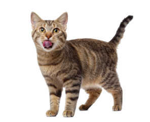 Handsome house cat with tabby pattern, standing side ways. Pink tongue out licking mouth and nose. Looking straight to camera. Isolated cutout on a transparent background.