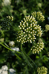 buds of medicinal yarrow herb blossoming on field  at sunny day. close up