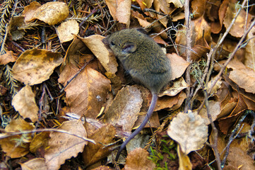 Grey mouse scurries in dead leaves in a forest on South Island, New Zealand

