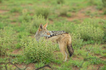 Black backed jackal out scavenging