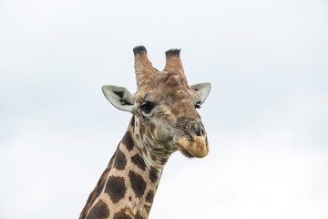 Portrait of a giraffe's head