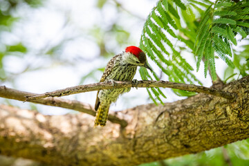 Golden-tailed woodpecker in a tree