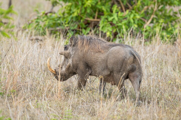 Male warthog walking off into the bushveld