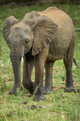 Fototapeta premium An african elephant in the bush