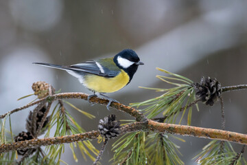 A big tit in a pine forest on pine twigs with cones