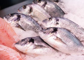 In shop window, carcasses of raw gilthead are presented on ice cushion. Several raw fish of gilt-head bream variety with white meat are in refrigerator window, wide range of fish stores
