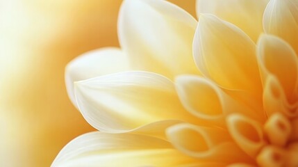 Obraz premium Soft, creamy dahlia petals unfolding in warm, golden light create a serene and romantic atmosphere, ideal for valentine's day, mother's day, or springtime celebrations